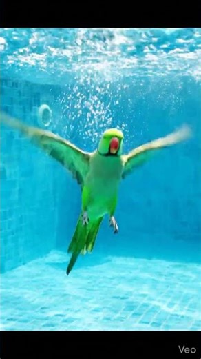 my Parrot swimming in pool with his friends 💗 #birdswithvishal #parrot #parrot #superbparrot #shorts