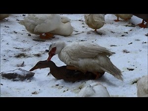 Muscovy Drake Getting Some Rouen Action Ducks Eating The Barn #46 Breeding Ducks