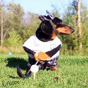 1.5M views · 41K shares | "A fine day for the course, isn't it?" ~ Crusoe | Crusoe the Celebrity Dachshund | Facebook