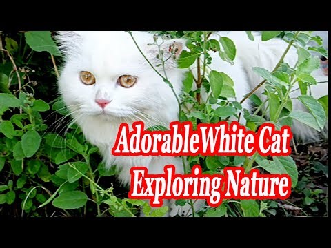 WOW So Beautiful White Cat Ever 😍 Cute Cat Video / This White Cat Is TOO Cute 😻