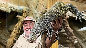Get ready for an EPIC feeding frenzy as my Crocodile Monitor devours EVERYTHING in sight! 😳🐊 These incredible giant lizards are some of the longest monitor lizards in the world, and their appetite is just as massive! In this mukbang-style feeding, you’ll see just how powerful and agile these prehistoric predators can be when it’s mealtime. Did you know that Crocodile Monitors are expert climbers and scavengers in the wild? They use their razor-sharp teeth and lightning-fast reflexes to snatch 