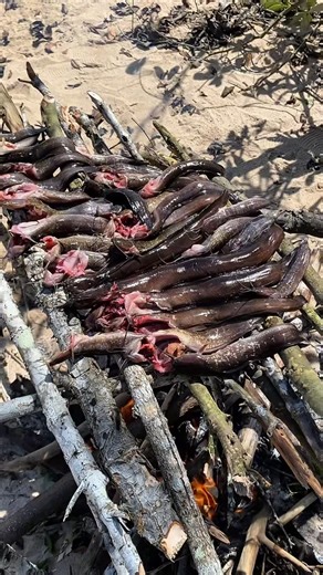 moewild. on Instagram: "Baru tau kalo di kampungku ada lele"