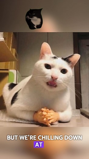 My Cat Says BTC Is Basically a Hostage Until Friday #bitcoin #investing #cat | Aime By Ainvest