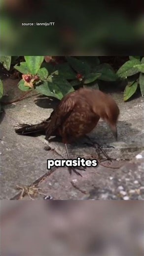 Why Birds Let Ants Crawl All Over Them 😲#animalfacts #wildlife #facts