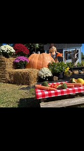 6.5K views · 386 reactions | The Chunks ended up eating that 500 pound pumpkin! | Chunk The Groundhog | Facebook