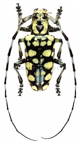 Anoplophora - Alchetron, The Free Social Encyclopedia