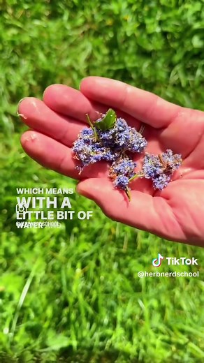Natural Remedies for Poison Oak Relief Using Plants