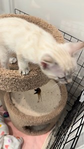 The cutest little hello 🤍 #adoptme | Kelly’s Fosters