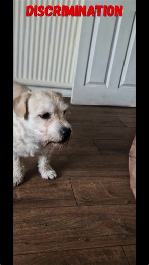 115K views · 2.1K reactions | No Dogs Allowed | Paul Cooper | Facebook