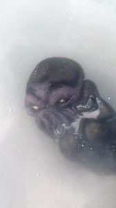 880K views · 119 reactions | There's something in the water  | Our Weird & Wonderful Discoveries | Facebook