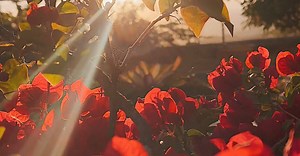 Video by Deeana Arts 🇵🇷  on Pexels