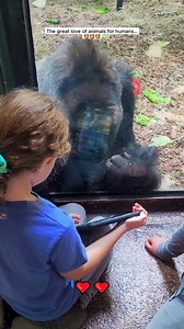 The great love of animals for humans #gorilla #babygorilla #gorillasoftiktok #monkeysoftiktok #petsoftiktok #animals #animalsoftiktok #animalrescue | Funny Animals Viral 2024