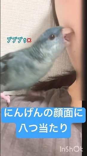 八つ当たりの力加減が上手になったサザナミインコ