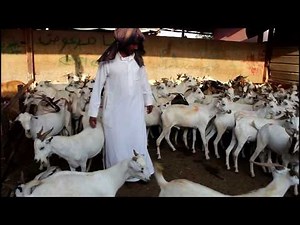 Saudi Arabia Goat and sheep market Riyadh (BAKRA MANDI)