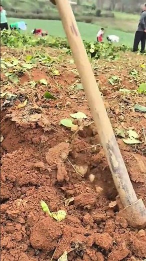 Digging and loosening soil using hoe on agricultural farmland