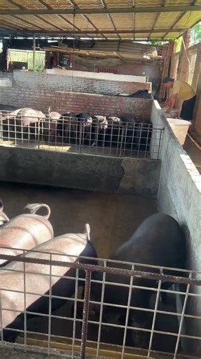 How to Safely Load Piglets Into a Truck Without Stress or Injury