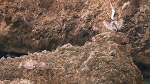 Download Bird Wildlife - Brown Pelican in Super Slow Motion 4K 120fps for free