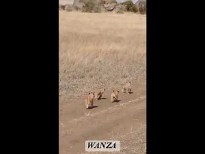 #les lions vais manger un homme qui est sur un camion #vuralvideo #1Mvue