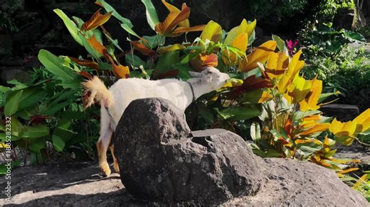 A pygmy goat perched on a rock munching on fresh leaves growing in the garden. The video shows the pet's feeding process.