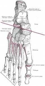 Transverse tarsal joint - Alchetron, the free social encyclopedia