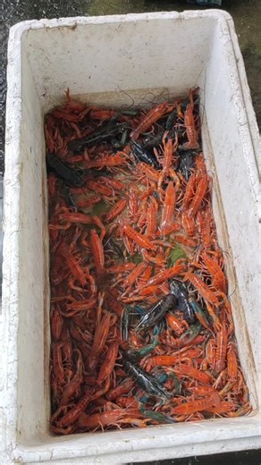 Crayfish Farming #shortvideo