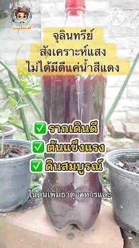 วิธีทำ#จุลินทรีย์สังเคราะห์แสง น้ำแดงทีพืชต้องการ ￼#ปุ๋ยน้ำ #youtubeshorts #garden @khunlostory8360