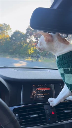 19K views · 5.2K reactions | Wild turkeys in our driveway!  | fivecrazycats | Facebook