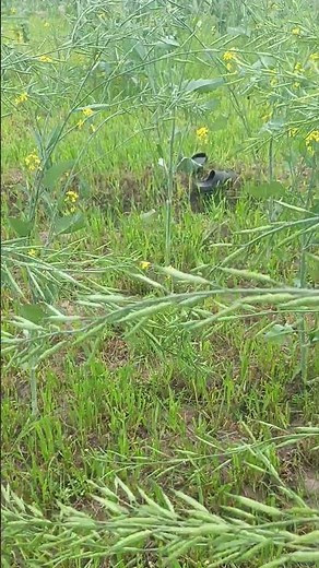 ASMR Nature Walk | Lofi Outdoor Tapping & Scratching | Relaxing Sounds