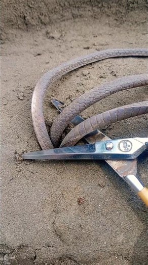 Rubber Snakes Home Skills 😱 #snake #shorts