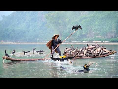 A Day in the Life of an Old Chinese Man Training Birds to Catch Fish for Him