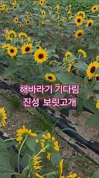 해바라기 꽃말 기다림 진성 보릿고개 7월 장마에 꽃 만발 하였다.