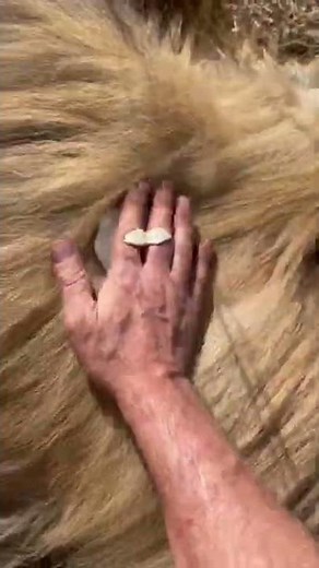 ASMR Bonus: Brushing A Lion #shorts | The Lion Whisperer