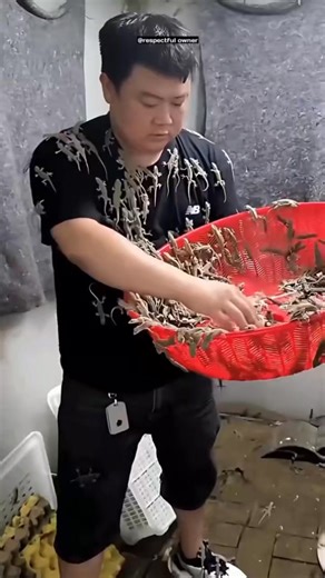 6.4K views · 18 reactions | China’s Million-Dollar Lizard Farming Industry 年 | #shorts #viralvideo #fact | Explore Facts | Facebook