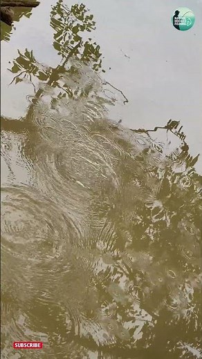 🎣 Epic Fish Strike – Water Explodes! 🌊🐟