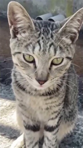 Play this to your cat! 🔊 Gentle mother cat calling her tiny kittens 🥺❤️
