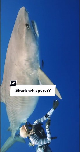 Understanding Sharks: A Conversation Beyond Whispers
