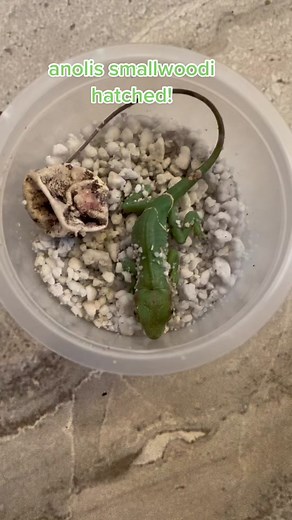 Baby Cuban Anole Hatched and Thriving