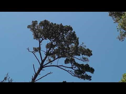 Red-tailed hawks loud courtship calls