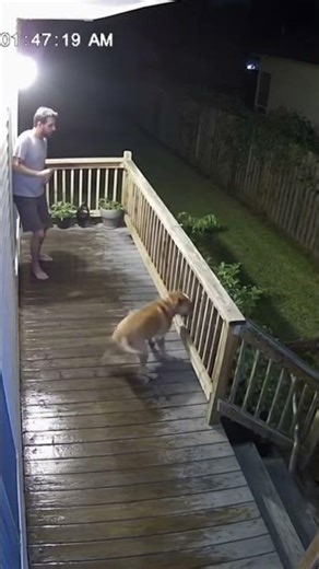 🐍😱 Snake Enters Home to Attack Man 😨🐶 Brave Dog Saves Owner! 💪