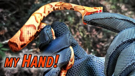 Got Bitten by a Venomous Snake! On a mission to find one of North America’s most feared serpents! | Coyote Peterson