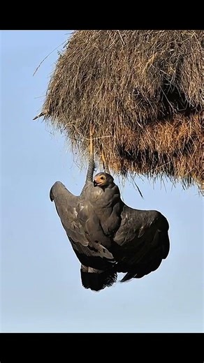 The Bird That Uses Weapons! 🦅🪨 #NatureSecrets #facts