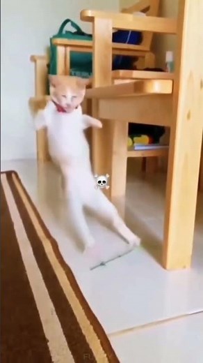 Hilarious Animal Moments That Will Make You Laugh! 🤣 | Funny Animals Compilation #Shorts