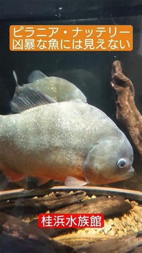 ピラニア・ナッテリー 凶暴な魚には見えない at 桂浜水族館 #ピラニア #水族館 #shorts