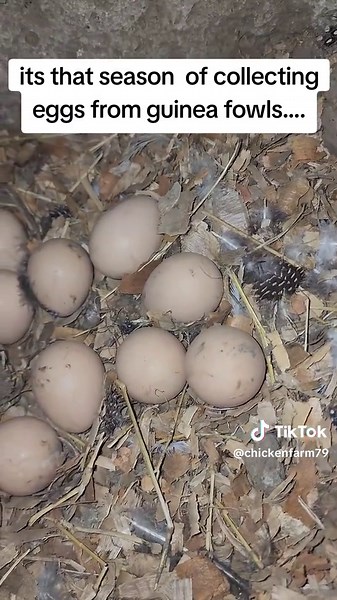 #gunieafowl #poultryfarming #beautifullbirdslovers #hatchhavenacres #farming
