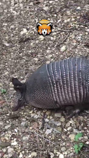 ¿Por qué nadie ataca a este animal? 😳🔥#animals #curiosidades #naturaleza #animales #sabiasque