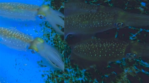 Color-Changing Squid’s Camouflage Powers Captured for First Time
