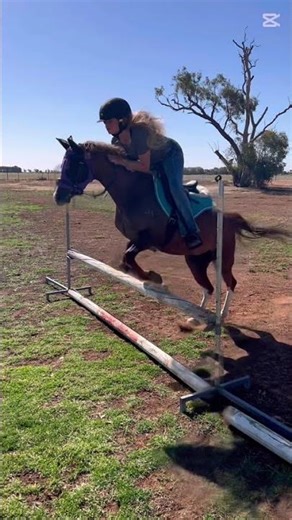 Back to 60s #horse #horseriding #fypviral #fypシ #fyp #showjumping #dressage #pony #welshpony