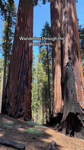 Just me, the largest trees on Earth… and unexpected company 🤎 #sequoianationalpark #exploringtheplanet