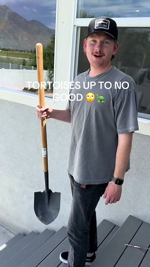 Dealing with a Digging Tortoise: Filling Holes and Ensuring Safety