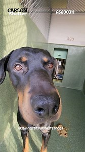 3.2K views · 574 reactions |  Rescued  A5600311 ✰ Autumn...